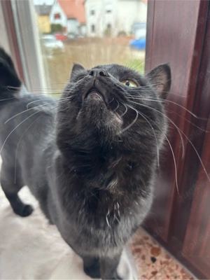 2 schwarze Britisch-Kurzhaar-Mix Katzen (Mutter & Tochter)   nur zusammen abzugeben