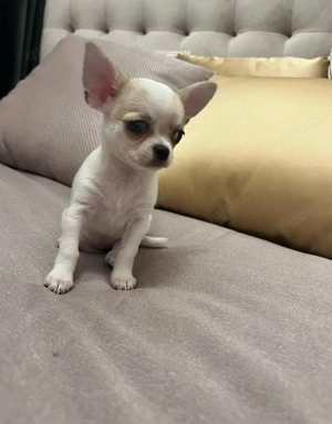 Chihuahua Welpen