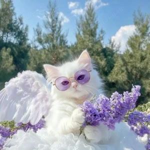 4 Reinrassige Kitten mit Stammbaum   geimpft   2 weiß   2 silber