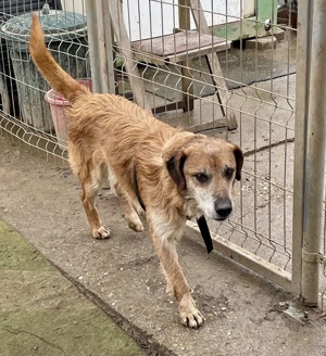 Bamba, z. Zt. in Ungarn, ein lieber Kerl