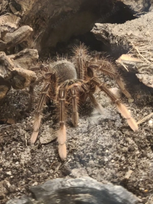 Theraphosa aphophis 1.0 