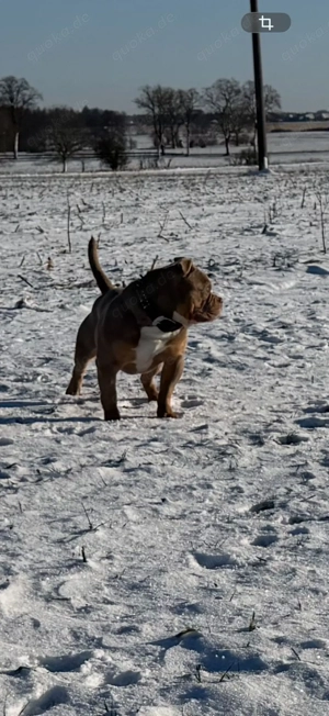 Old English Bulldogrüde