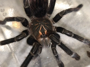Pamphobeteus sp Machalla 