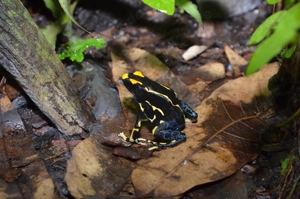 Dendrobates Tinctorius Alanis