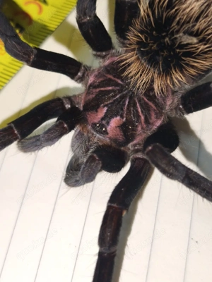 Xenesthis Imanis 0.1