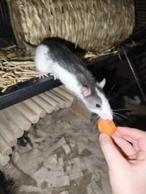 Ratten Böcken Jungtiere 