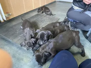 Lucas, PS in Ungarn, ist ein typischer Welpe Bild 10