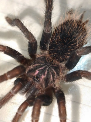 Xenesthis bright 0.1