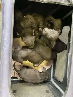 Lemi, PS in Ungarn, ist ein typischer Welpe Bild 9