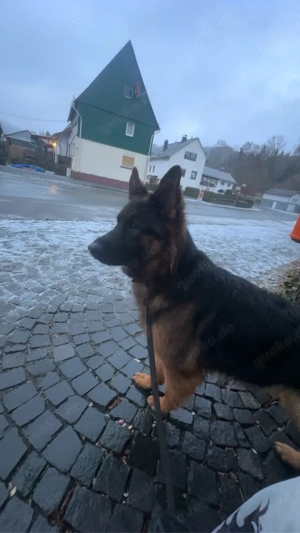 alt deutsch belgischer schäferhund mix mädchen mila