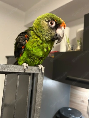 Grüner Kongopapagei 3 jahre 