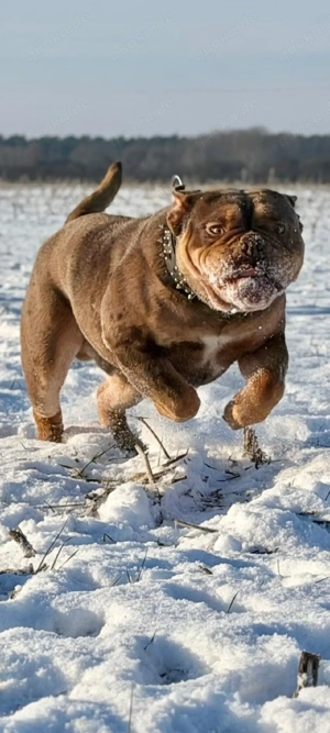 New English Bulldog Deckrüde