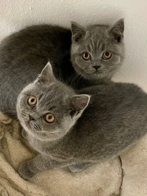 2 BKH Britisch Kurzhaar Mädchen in Blue