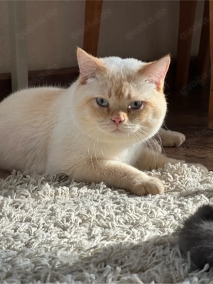 Wunderschöner BKH-Kater Rio sucht ein liebevolles