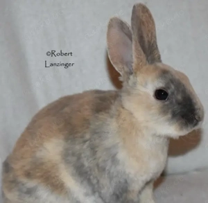 rex kaninchen Bild 2