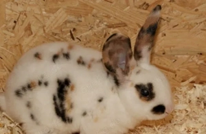 rex kaninchen Bild 3