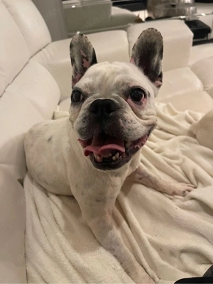 französische Bulldogge Cleo sucht Zuhause