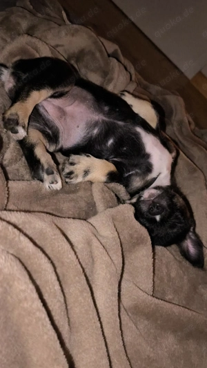 Französische Bulldogge Mix 