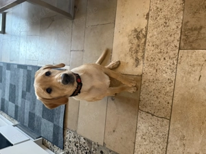 Labrador zu verkaufen   