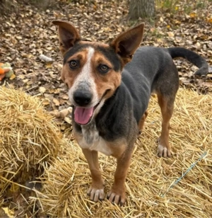 Nova sucht ein Zuhause