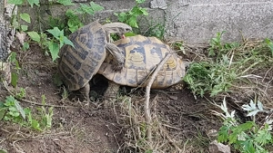 Griechische Landschildkröten  -  Testudo hermanni boettgeri Bild 7
