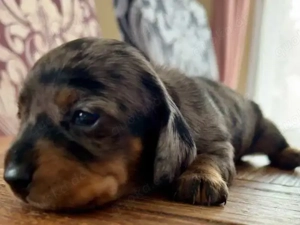 Wunderschöne Zwergdackelwelpen zu verkaufen