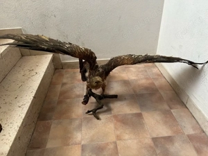 präparierter Greifvogel