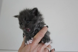 Maine Coon Kitten mit Stammbaum
