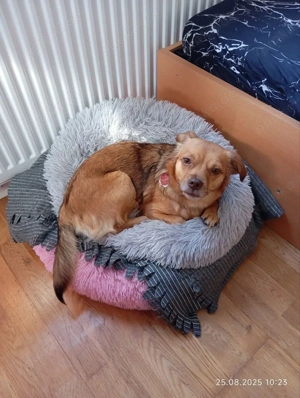 Chihuahua Jack Russel Mix Hündin 