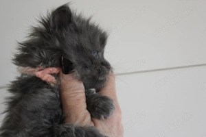 Maine Coon Kitten mit Stammbaum