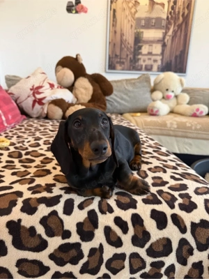 Zwergdackel Welpe mit FCI liebevoll aufgezogen