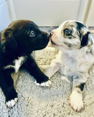 Therapiehundelinie Mini (Toy) Australian Shepherd Mix