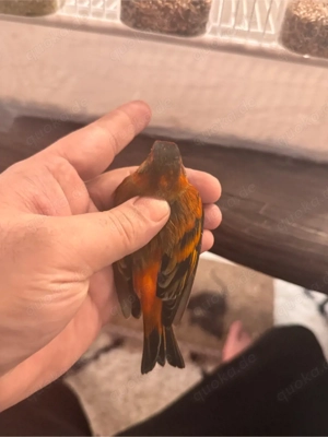 Kapuzenzeisig mit 4 Ei