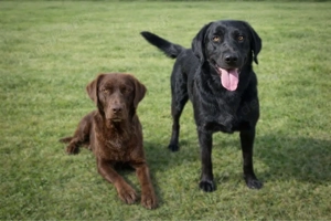 Labrador Retriver reinrassig wurf ankündigung 