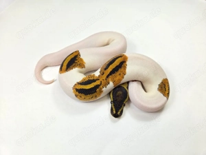 0.1 YB Pied 100% het Clown Königspython