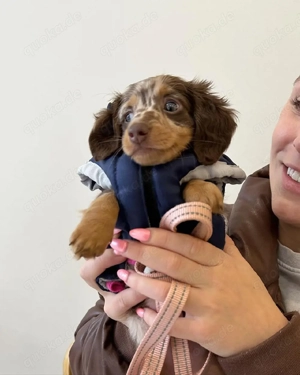 Schöne Gänseblümchen