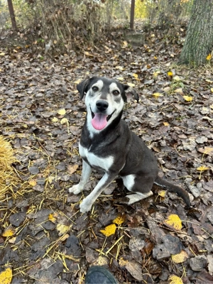 Olive wartet auf ein Zuhause 