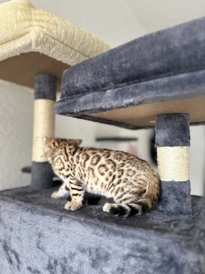Bengal Kitten ab März abzugeben 