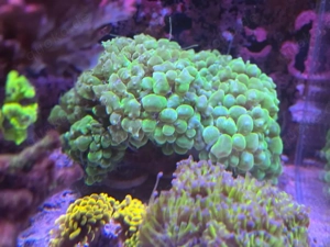 Blasenkoralle - Meerwasser - Korallen Lps