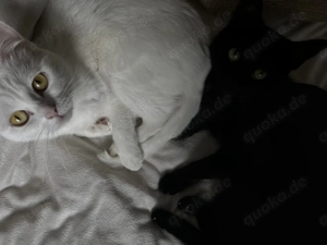 Zwei Katzen in gute Hände abzugeben  Bild 4