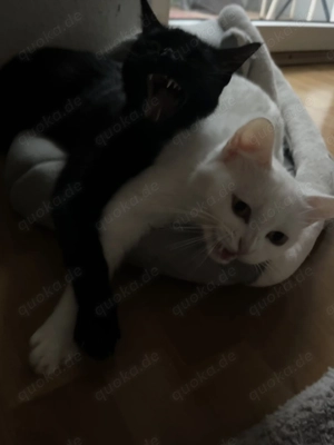 Zwei Katzen in gute Hände abzugeben  Bild 5