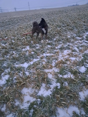 Akita Hündin  abzugeben 