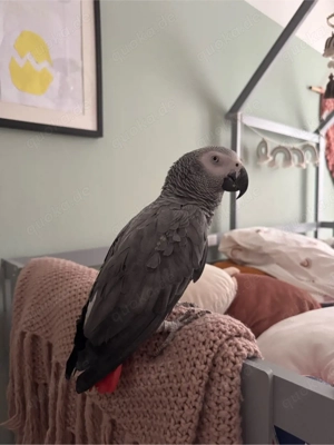 Graupapagei Männlich 23 J alt 