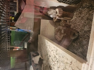 Verkaufe 4 Farbmäuse 