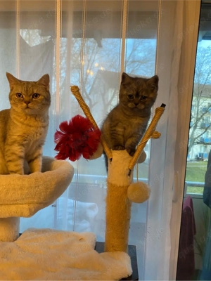 Süßes Katzenbaby sucht ein liebevolles Zuhause auf Lebenszeit