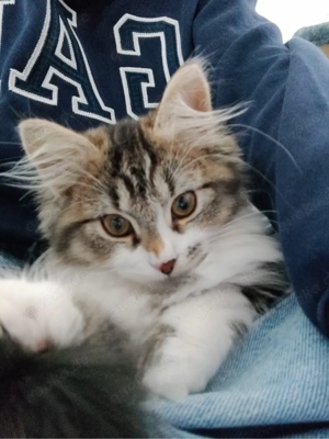 Baby Katze an liebevollen Haushalt abzugeben