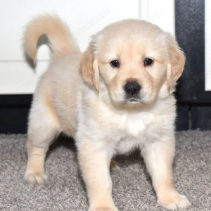 Bezaubernde Golden-Retriever-Welpen suchen ein liebevolles Zuhause