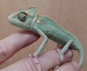 Jemen Chamäleon Männchen 17cm Low Piebald