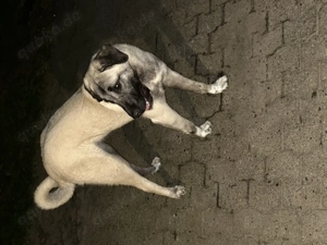 2 Kangal-Hündinnen in erfahrene Hände zu vermitteln Bild 2