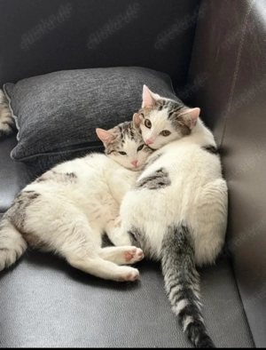 Drei katzen suchen ein zuhause 